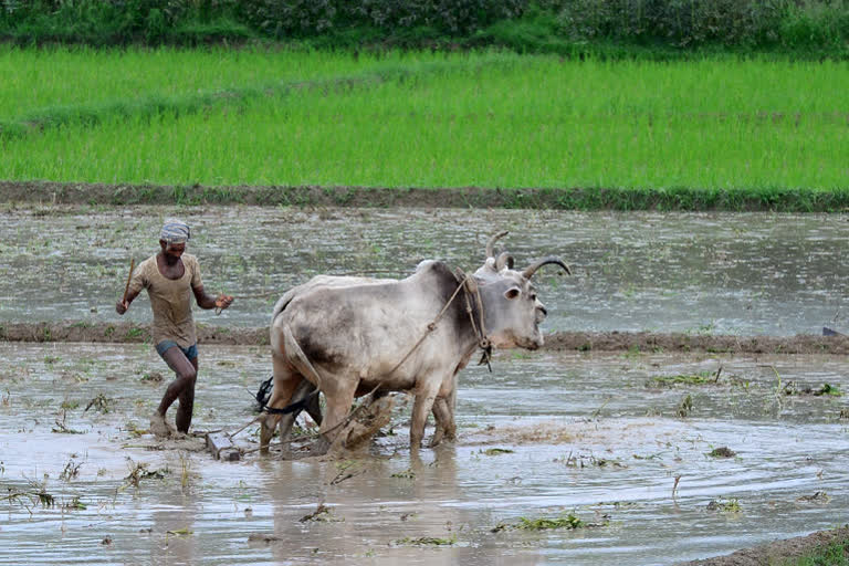 സംസ്ഥാനത്തെ കാര്‍ഷിക മേഖലയിലെ വളര്‍ച്ചാ നിരക്ക് താഴേക്ക്  കാര്‍ഷിക മേഖലയിലെ വളര്‍ച്ചാ നിരക്ക്  സംസ്ഥാനത്തെ കാര്‍ഷിക മേഖല  കാര്‍ഷിക മേഖല  Growth rate in agricultural sector is declining  Growth rate in agricultural sector  agricultural sector