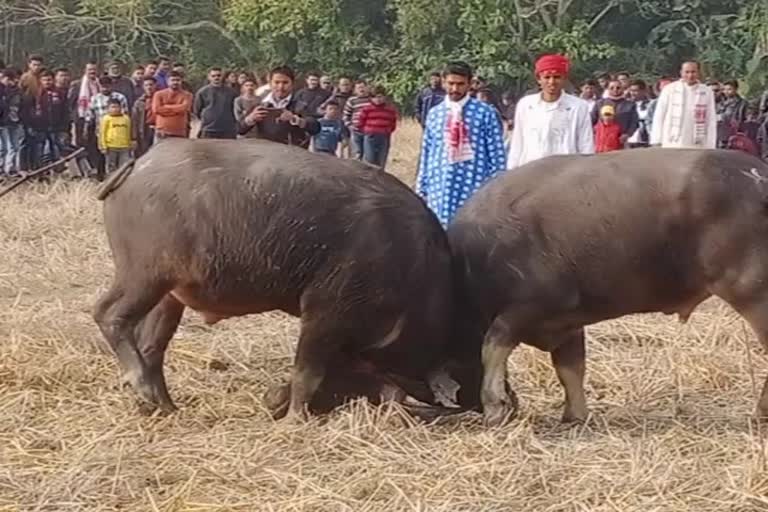 as_ngn_barhampur-buffalo-fight_vis_7203829