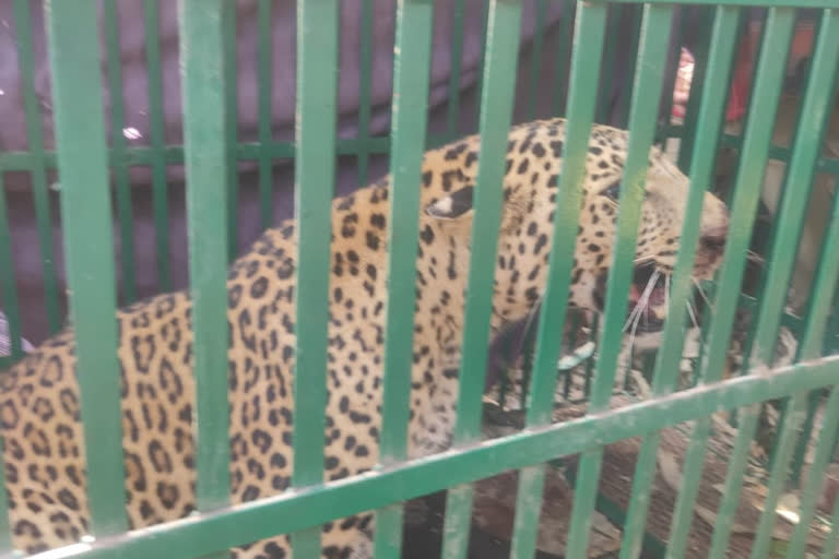 Leopard