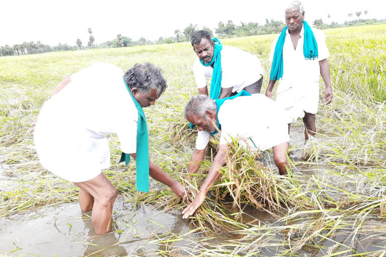 பாதிக்கப்பட்ட பயிர்களை விவசாயிகள் ஒருங்கிணைப்பு குழு தலைவர் பி.ஆர் பாண்டியன் ஆய்வு செய்தார்.