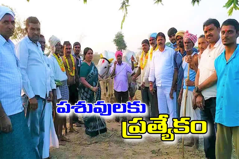 kati revula festival conducted in choppadandi constituency in karimnagar district