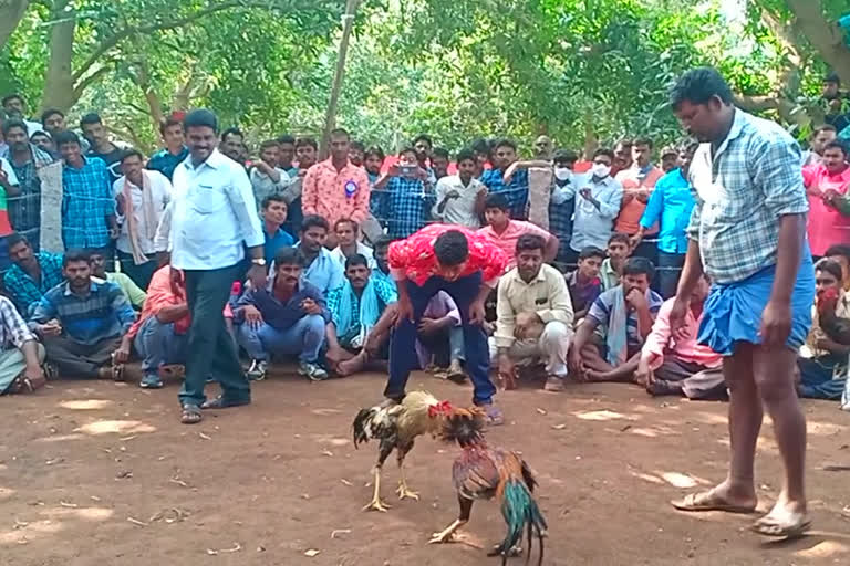 కోడి పందేలకు అడ్డాగా మధిర నియోజకవర్గం