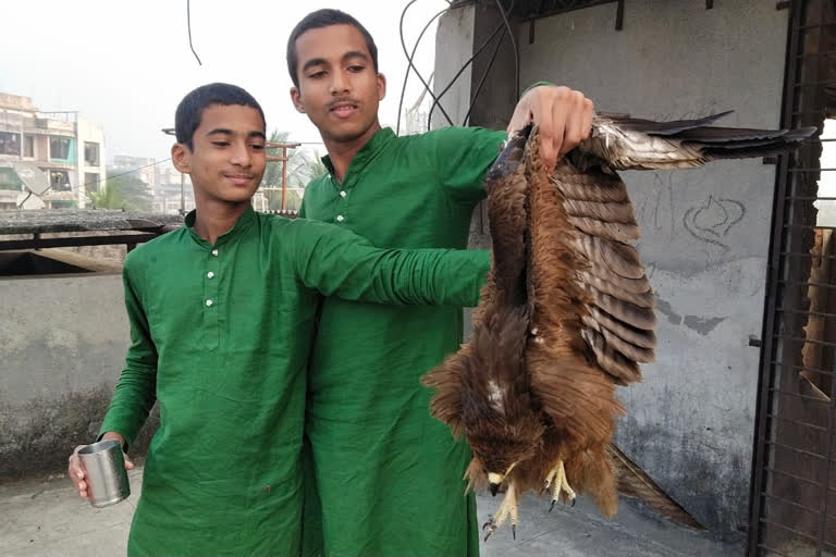 eagle trapped in manja was saved by efforts of school boy in thane