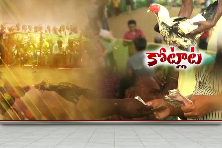 cock-fighting-in-godavari-districts