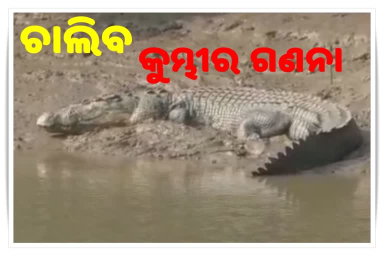 ଆଜିଠାରୁ ୯ ଦିନ ବନ୍ଦ ରହିବ ଭିତରକନିକା ଜାତୀୟ ଉଦ୍ୟାନ