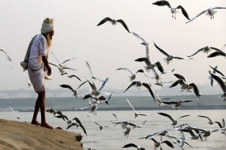 Bird flu 382 birds from 9 Maharashtra districts  Maharashtra districts  Bird flu  മഹാരാഷ്‌ട്രയിൽ ഒൻപത് ജില്ലകളിൽ കൂടി പക്ഷിപ്പനി സ്ഥിരീകരിച്ചു  ലാതൂർ, നന്ദേദ്, നാസിക്, അഹമ്മദ്‌നഗർ  പക്ഷിപ്പനി