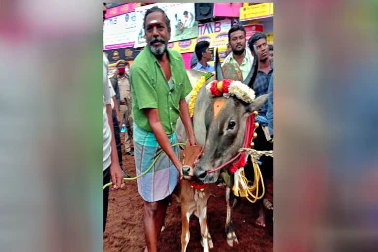 Kangayam cattle