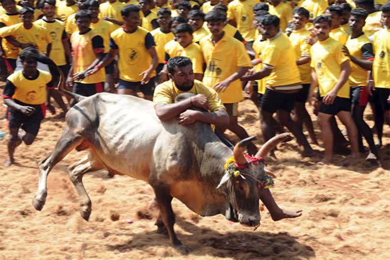 Jallikattu begins in Palamedu area of Madurai