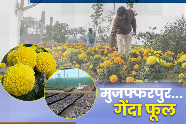 african marigold in muzaffarpur