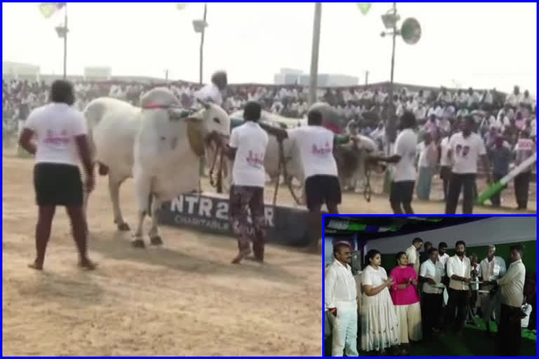 ongol ox races