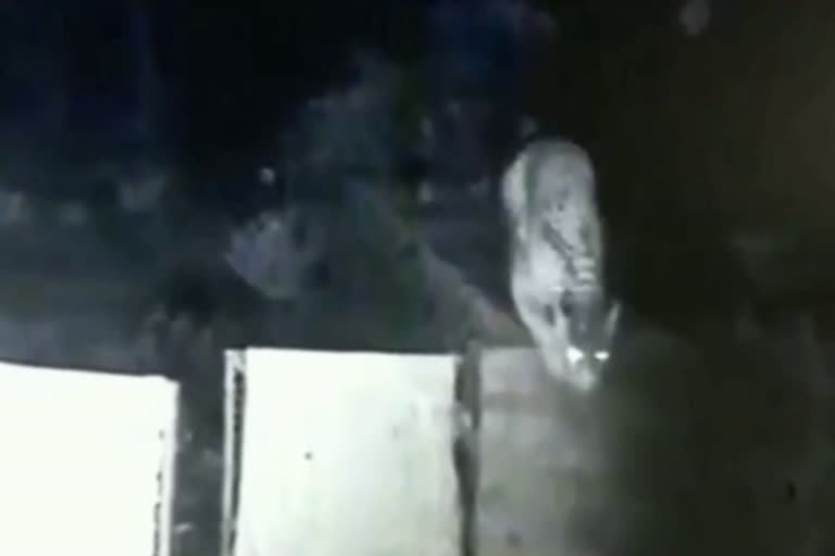 leopard-caught-on-cctv-catching-dog-in-faridabad