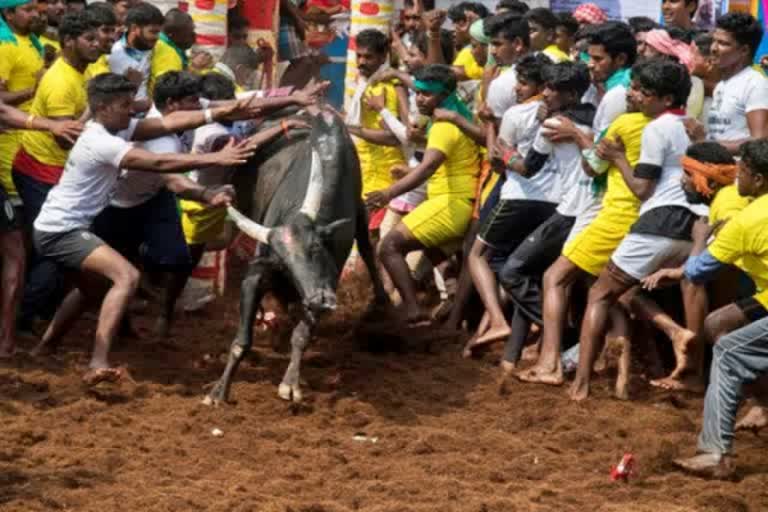 பாலமேடு ஜல்லிக்கட்டு நேரம் நீட்டிப்பு