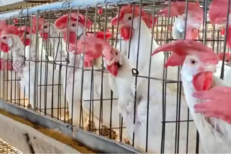 bangladesh bans imports of poultry products from india due to bird flu