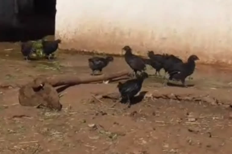 Death of 27 Kadaknath chickens in Mandla