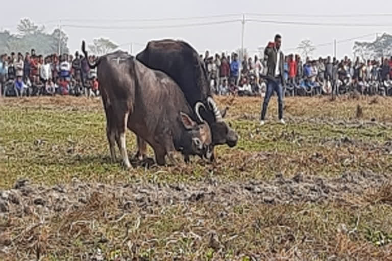 Assam witnesses Buffalo fights