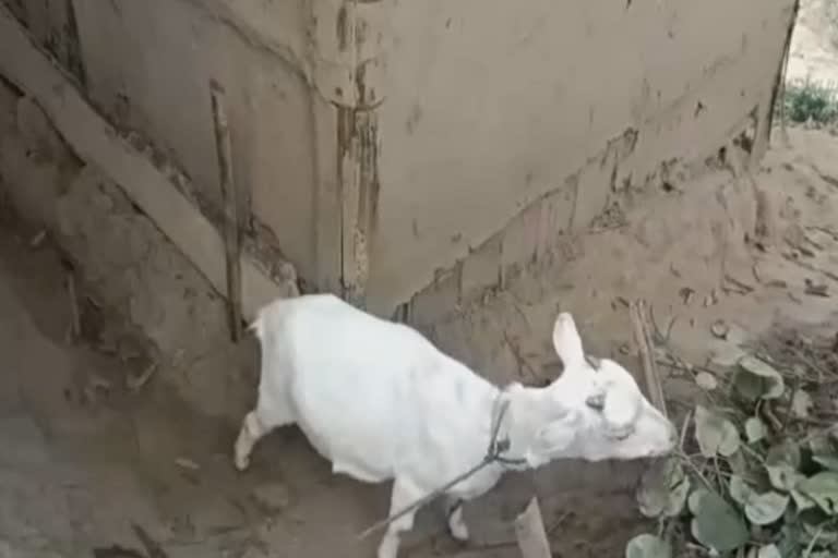 goat-thief-lost-mobile-in-magh-bihu-night