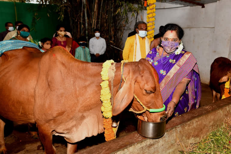 రాజ్​భవన్​లో ఘనంగా కనుమ వేడుకలు