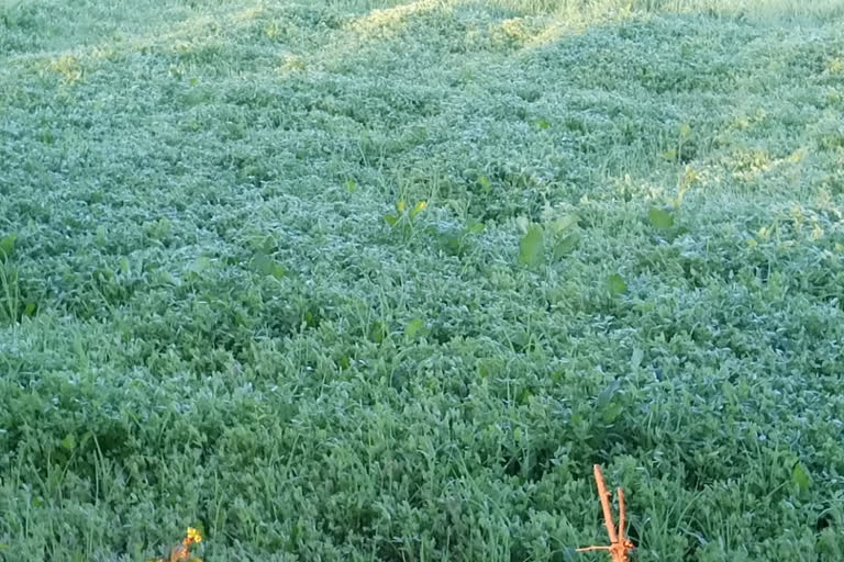 Frost damage to crops in jabalpur