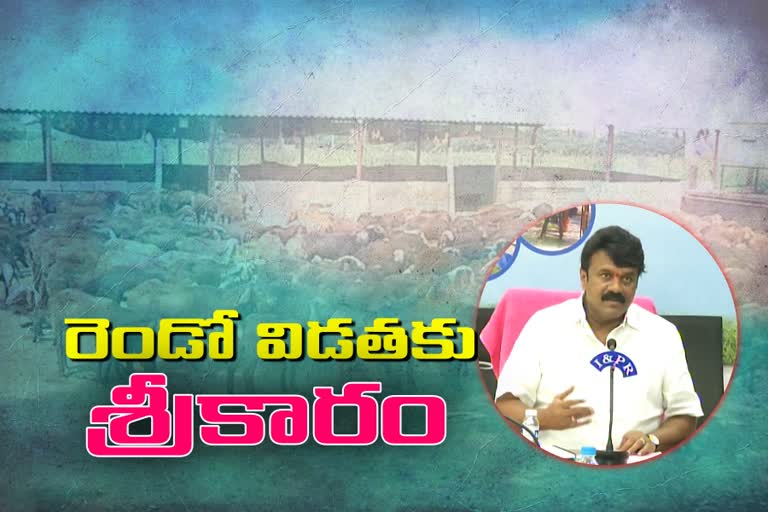 government starts second phase sheep distribution from today in nalgonda