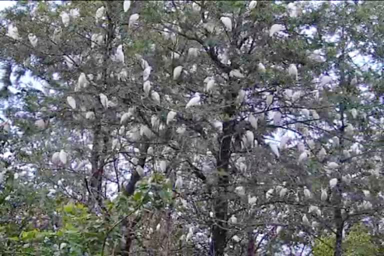 ಕಾಫಿನಾಡಿನಲ್ಲಿ ಸೃಷ್ಟಿಯಾಗಿದೆ ಬೆಳ್ಳಕ್ಕಿಗಳ ಪ್ರಪಂಚ