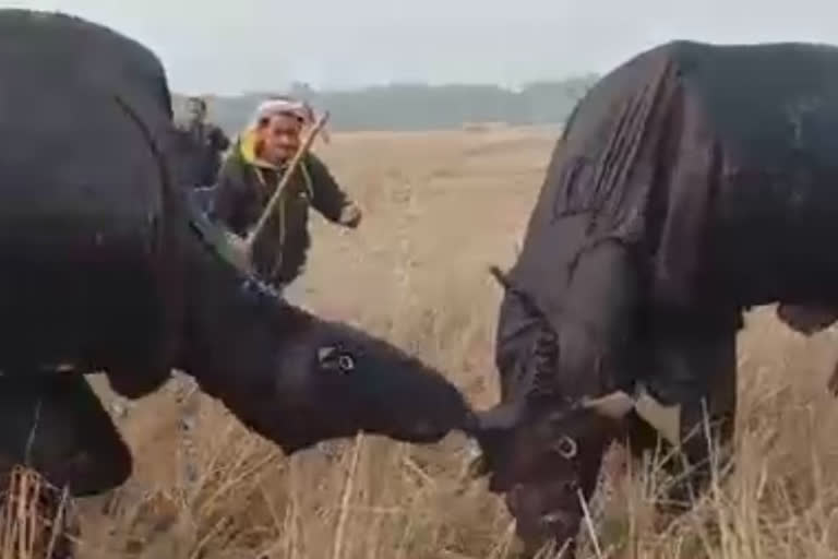 Assam Artificial Buffalo Fight