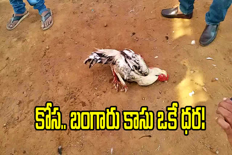 cock fight, west godavari