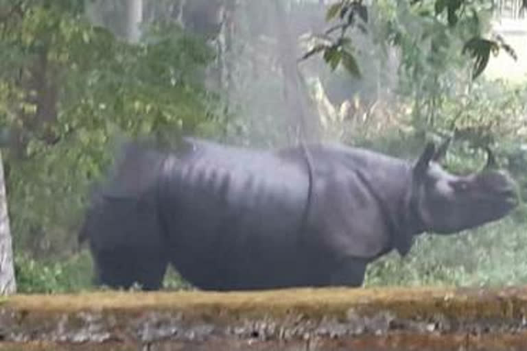 rhino-at-kaliabor-etv-bharat-assam