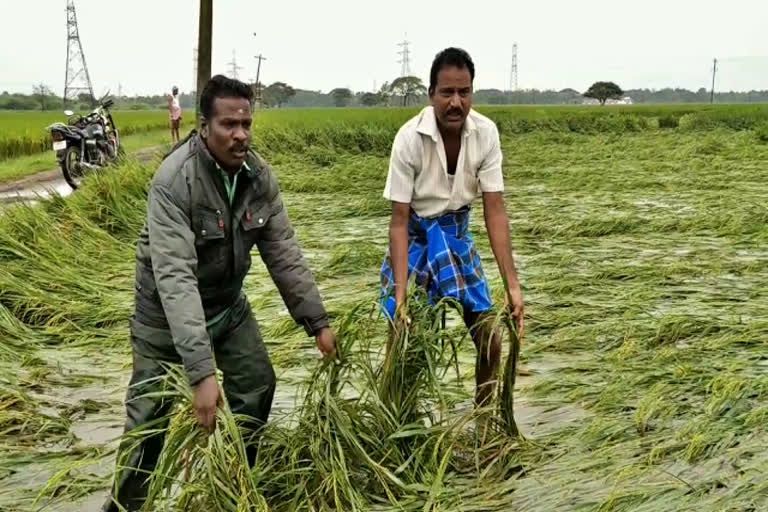 தொடரும் மழையால் 70 ஆயிரம் ஏக்கர் சம்பா தாளடி பயிர்கள் சேதம்