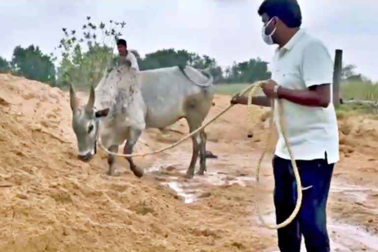 காளையர்களுக்கு தண்ணீர் காட்டிய அமைச்சரின் காளை