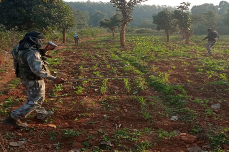 police-destroyed-opium-in-chaibasa