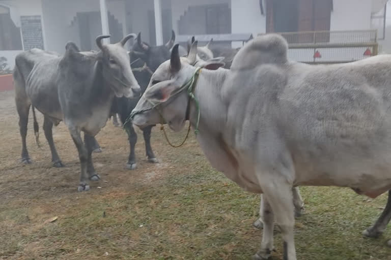 Illegal Cow Seized  at kokrajar