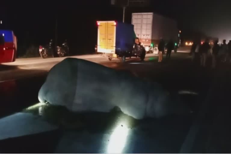 Male elephant hit by container lorry, suffers serious injuries