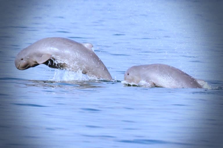 Dolphin Population  Rises in Chilika lake