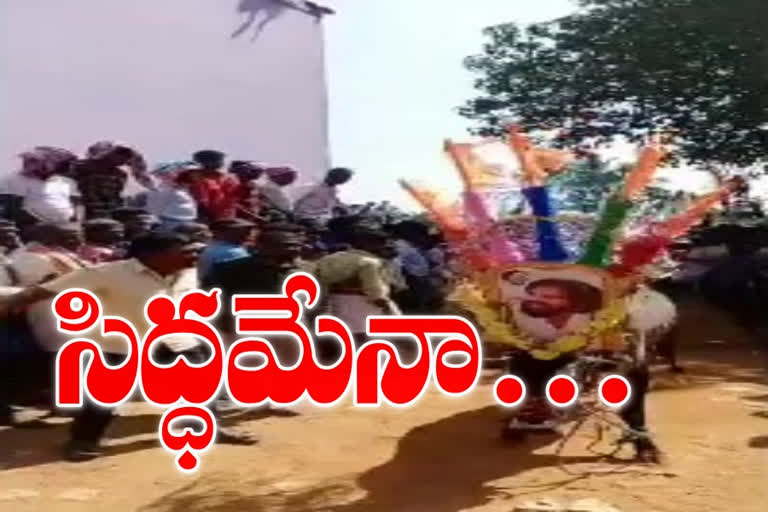 jallikattu celebrations in chittoor district