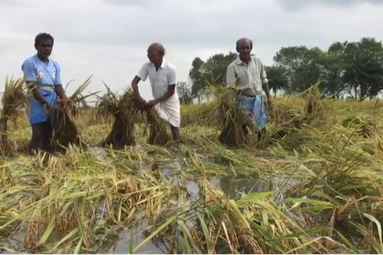 திருவாரூர் மாவட்ட செய்திகள்  மன்னார்குடியில் மழை  நெற்பயிர்கள் சேதம்  Paddy crops damaged  heavy rains in Mannargudi  Mannargudi latest news  விவசாயிகள்