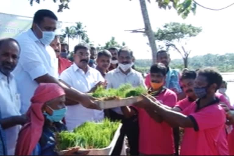 ഇളമ്പ്രയില്‍ കൃഷി ആരംഭിച്ചു വാര്‍ത്ത യുവാക്കള്‍ ഞാറ് നട്ടു വാര്‍ത്ത cultivation was started in ilampra news young people planted saplings news