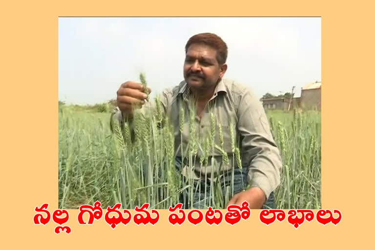 a-farmer-in-prakasam-district-is-making-more-profit-by-cultivating-black-wheat in andhra pradesh