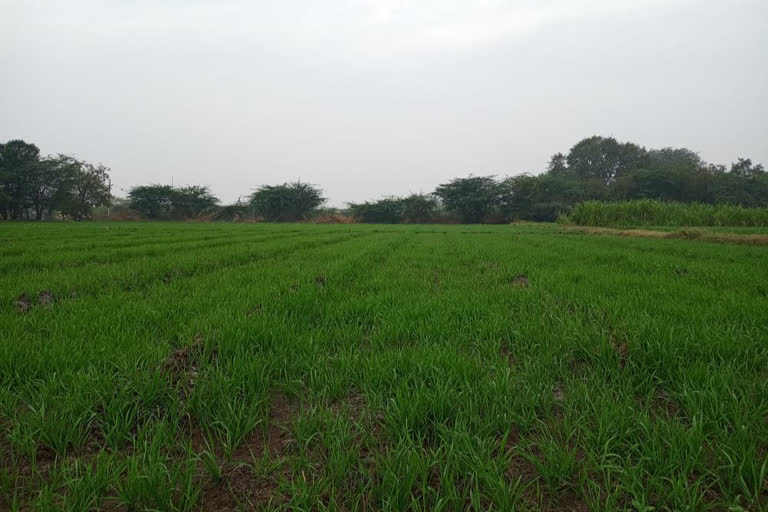 wheat sowing seen headed for record this year in baramati subdivision