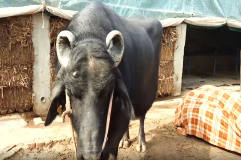 Haryana: Meet Sultan, the buffalo bull whose cost is Rs 21 crore