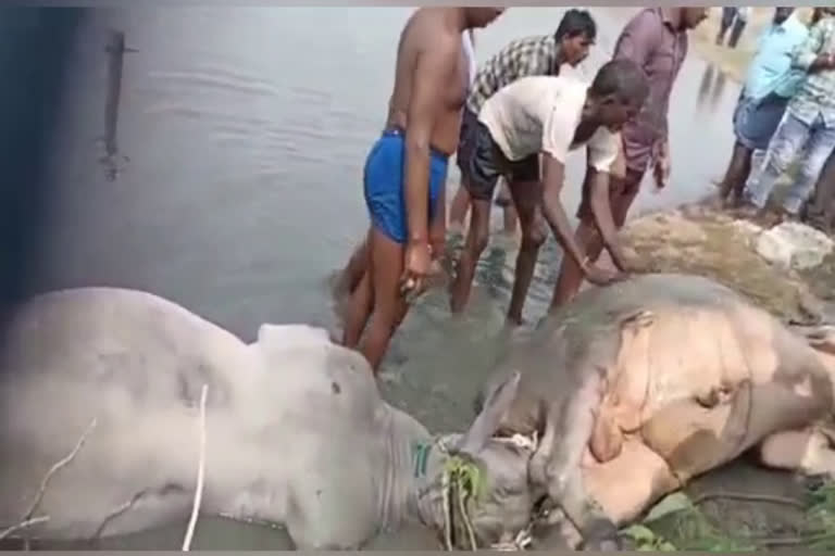 Two bulls have drowned in a pond in Dharur mandal center of Jogulamba Gadwala district