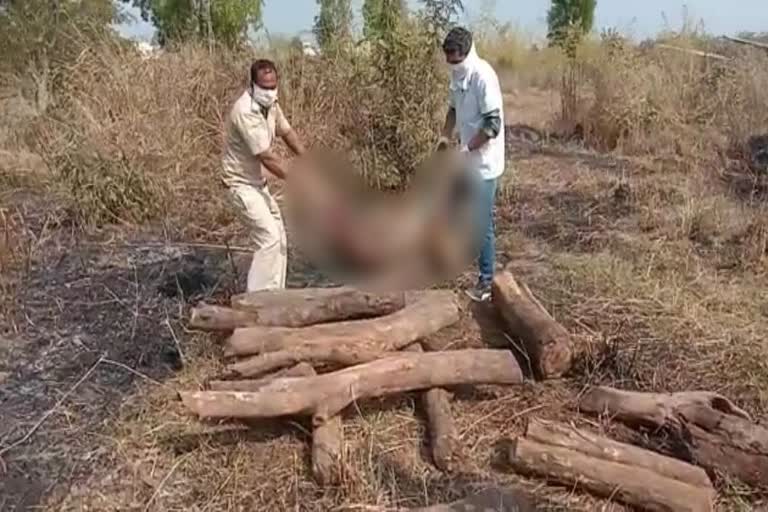 Panther dies in Pratapgarh, वर्चस्व की लड़ाई में पैंथर की मौत