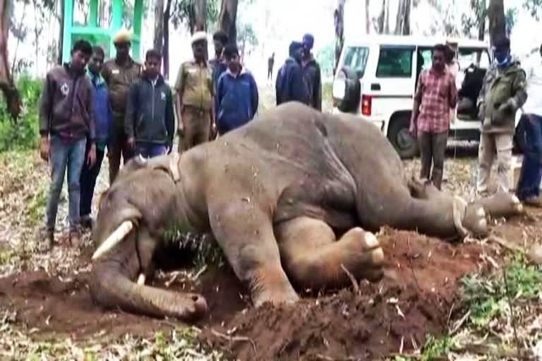 elephant died in a road accident