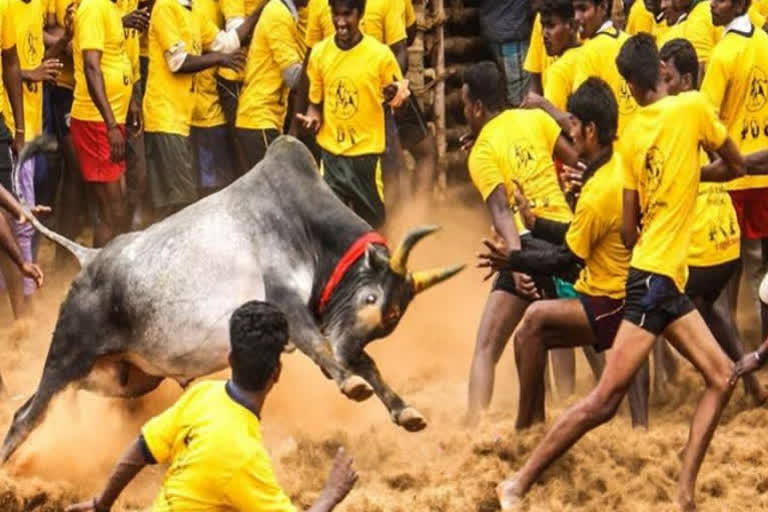 ജെല്ലിക്കെട്ട്: കാളയുടെ കുത്തേറ്റ് ഒരാൾ മരിച്ചു  കാളയുടെ കുത്തേറ്റ് ഒരാൾ മരിച്ചു  ജെല്ലിക്കെട്ട്  ജെല്ലിക്കെട്ടിൽ ഒരു മരണം  ജെല്ലിക്കെട്ട് മരണം  തമിഴ്‌നാട്  അലങ്കനല്ലൂർ ജെല്ലിക്കെട്ട്  Man died as bull stabbed him at Jallikattu  Jallikattu  Man died in Jallikattu  tamilnadu  Alankanallur jallikattu