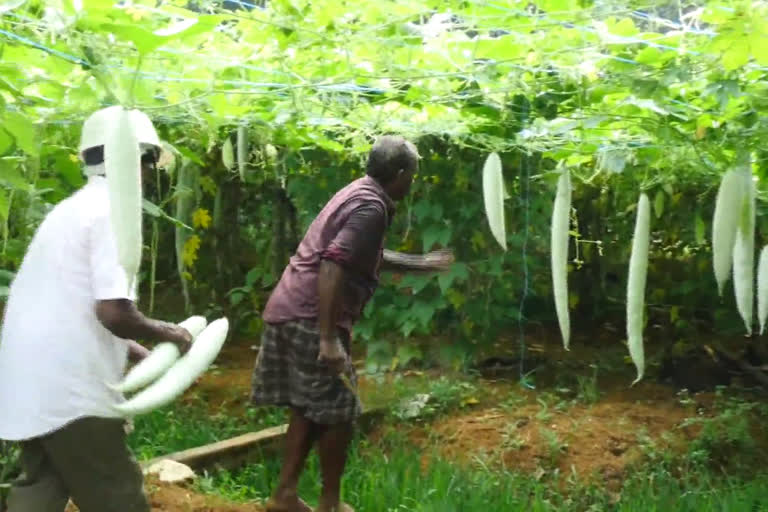 Puthur Ayurveda College  Puthur Sreenarayana Ayurveda College  organic vegetable cultivation  പുത്തൂർ ശ്രീനാരായണ ആയുർവേദ കോളജ്  ജൈവ പച്ചക്കറി കൃഷിയിൽ നൂറുമേനി വിളവ്  ശ്രീനാരായണ ഹെൽത്ത്‌ കെയർ സൊസൈറ്റി