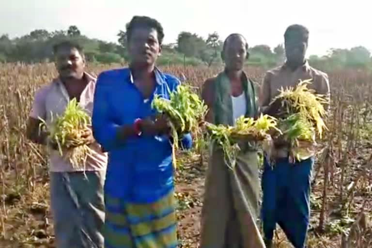 தொடர் மழையால் மக்காச்சோள பயிர்கள் பாதிப்பு