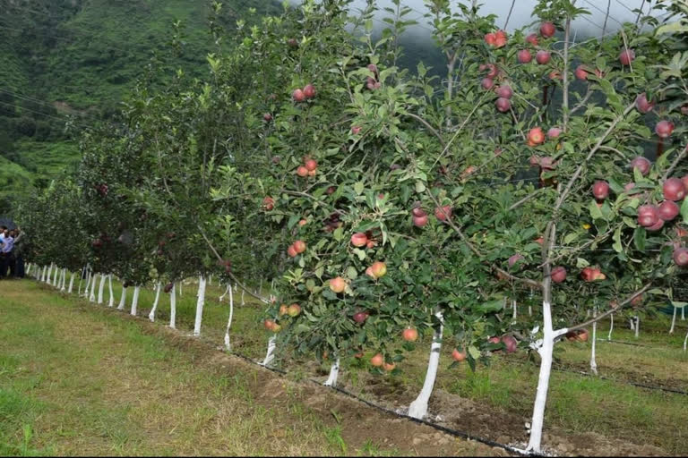 Nauni University sold fruitful plants to farmers and gardeners in himachal