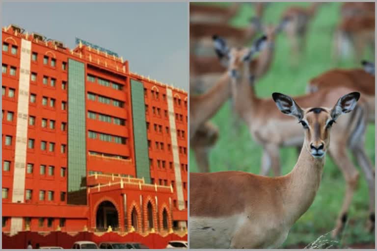 HC ordered to follow the Central Zoo Authority order in Deer migration