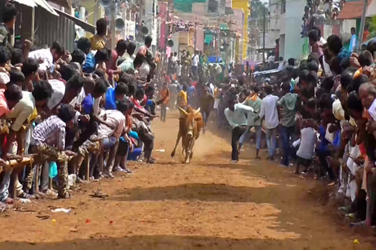 bull-attacks-guard-at-manjuvirattu-in-vellur