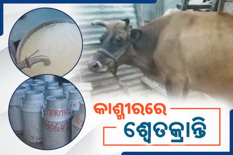 pulwana getting famous for a heavy milk production and export