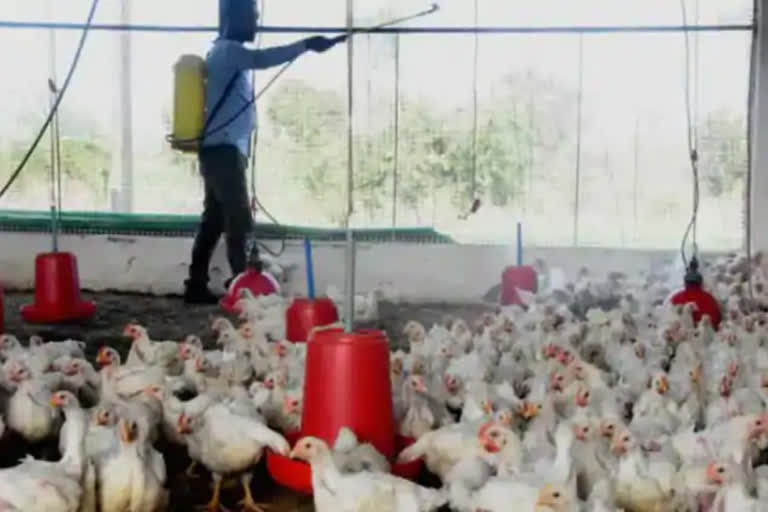 Bird flu outbreak:१००० hens to be culled in Mangalvedha solapur